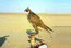 Балобан - самая популярная, особенно на Востоке, ловчая птица